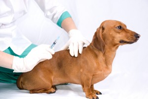 La vaccination des chiens et des chats