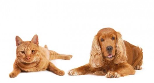La médecine comportement pour chats et chiens
