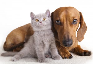 Les glandes anales du chat et du chien