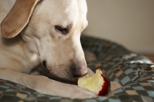 Votre chien et les coeur de pomme
