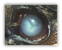 Cataracte complète - Chez les animaux