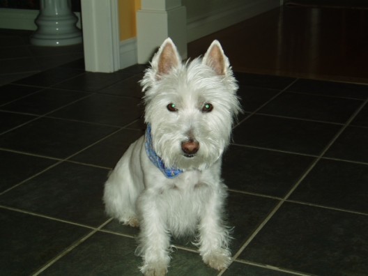 Voici Chloé, une West Highland White Terrier de presque 13 ans